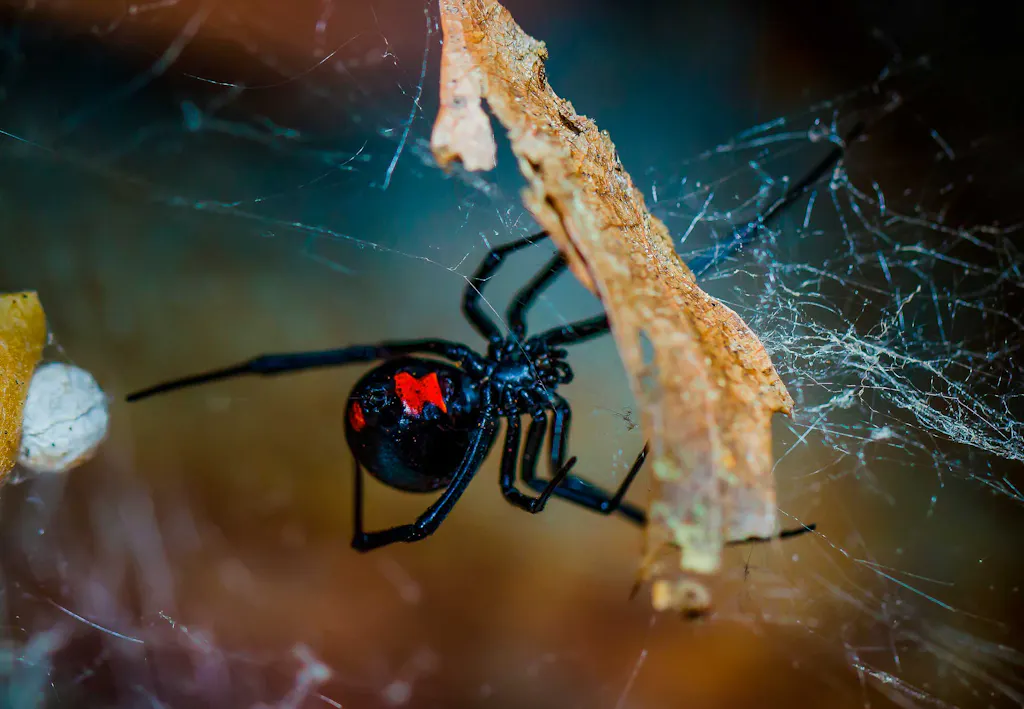 Den sorte enke er en af verdens giftigste edderkopper | illvid.dk