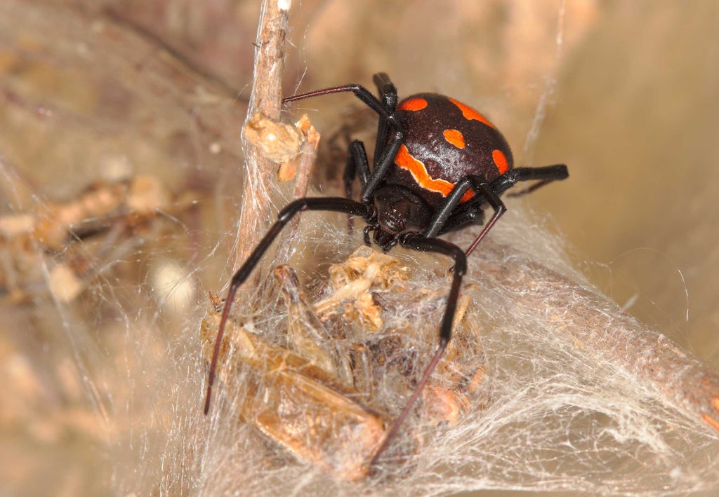 Den sorte enke er en af verdens giftigste edderkopper | illvid.dk