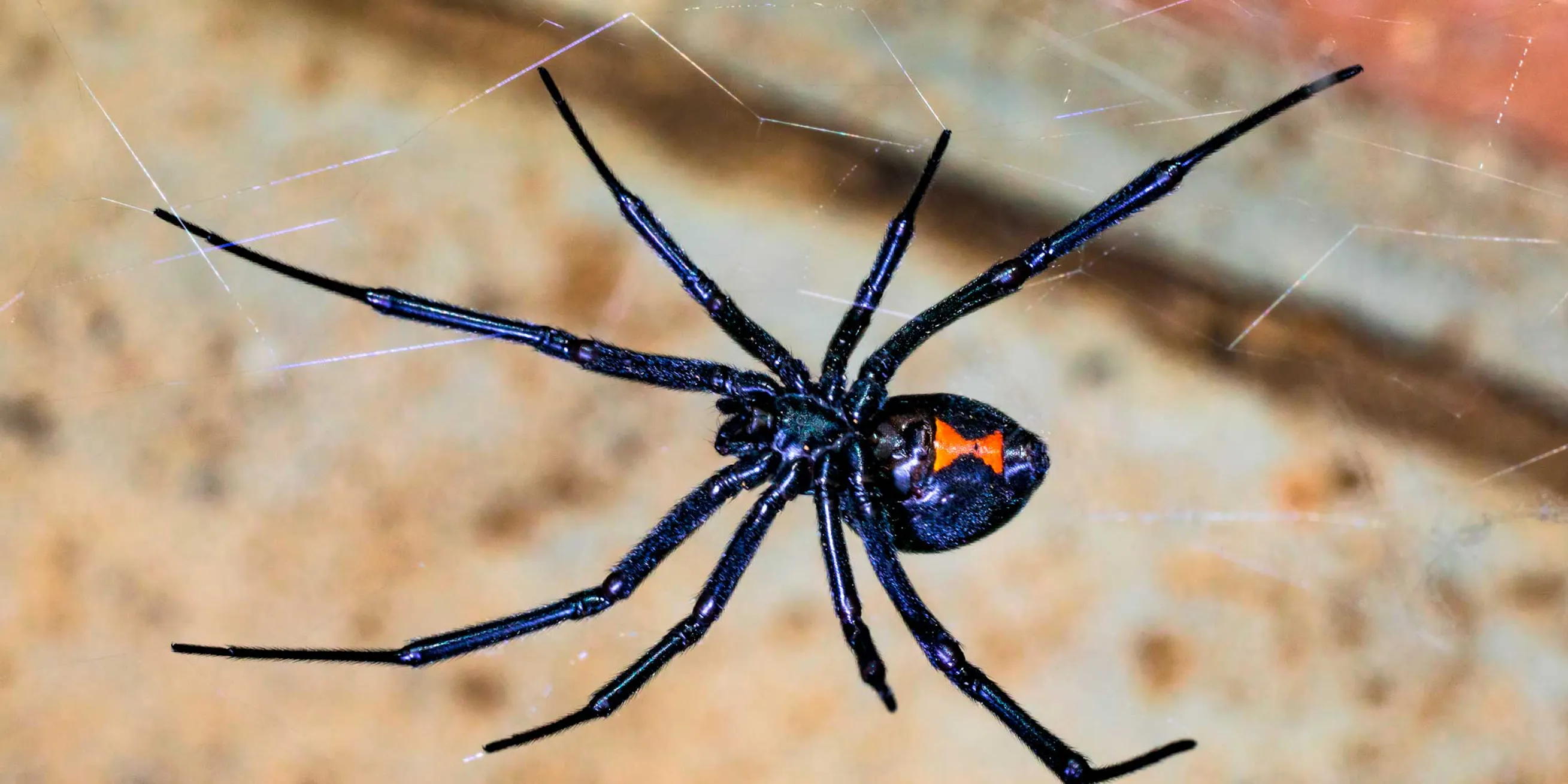 Den sorte enke er en af verdens giftigste edderkopper | illvid.dk
