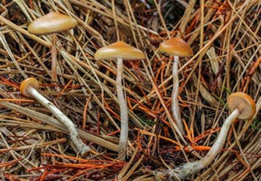 De paddenstoel Psilocybe azurescens De paddenstoel Psilocybe azurescens