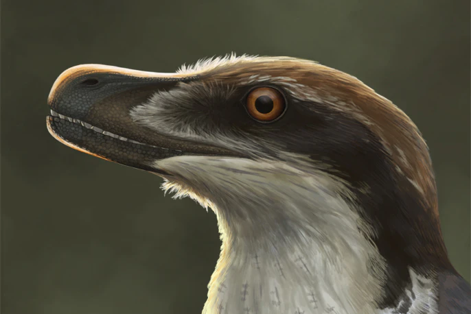 Velociraptor - Lever Jurassic Park-dræberen op til sit ry? | illvid.dk