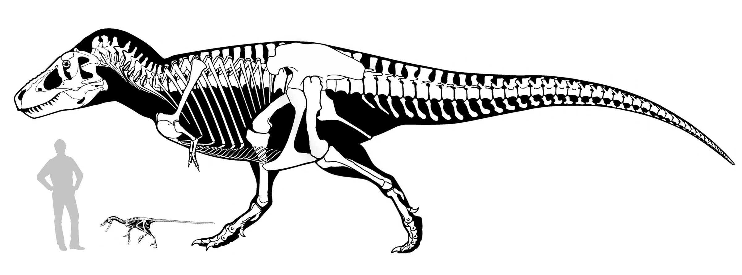 Velociraptor - Lever Jurassic Park-dræberen op til sit ry? | illvid.dk