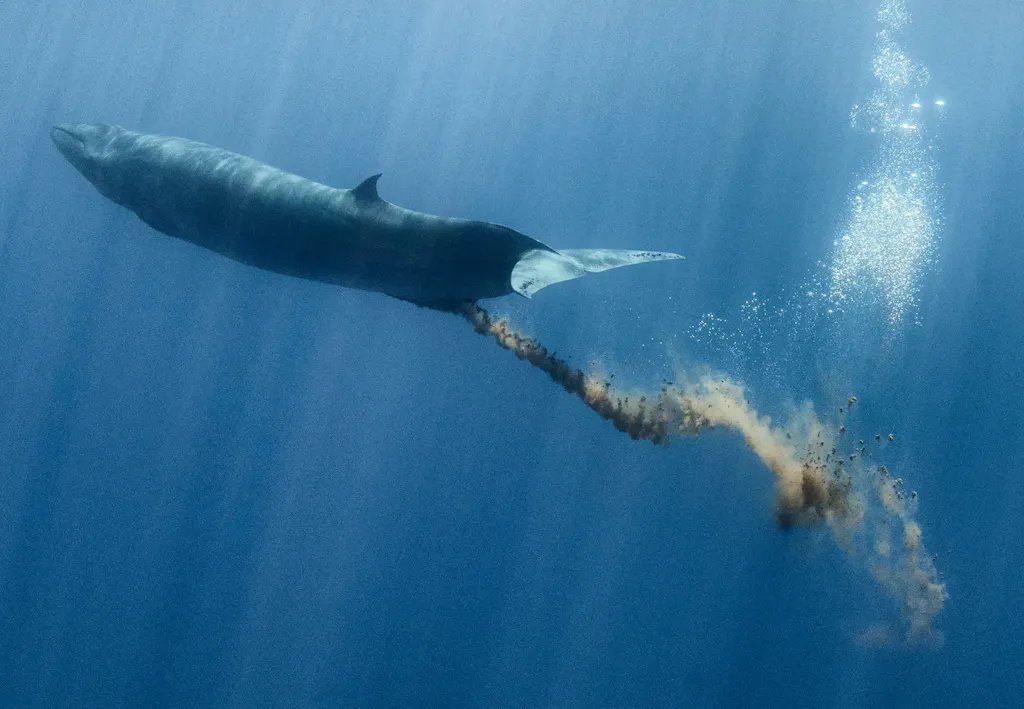 Hoe Groot Is De Grootste Walvis Ter Wereld?