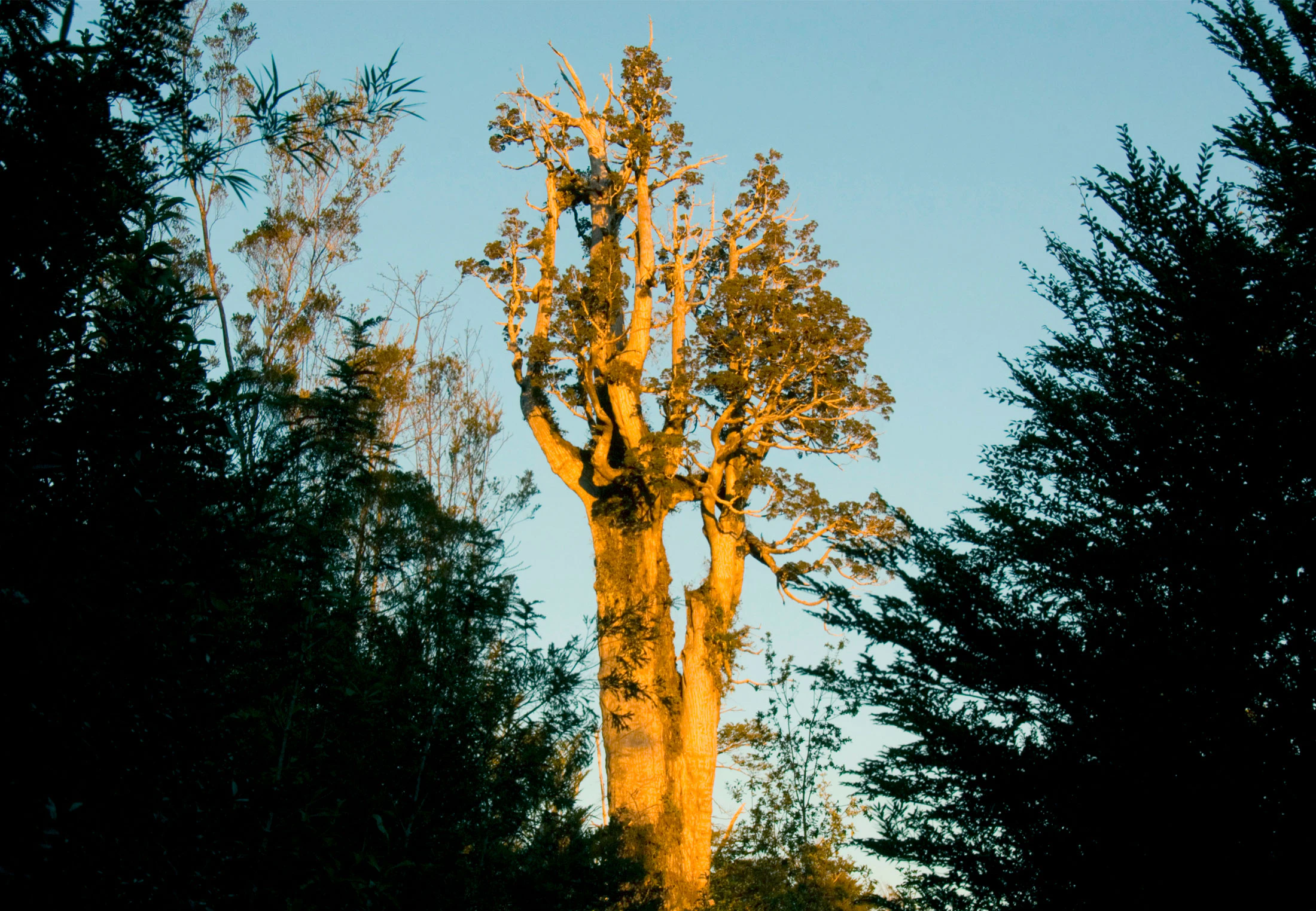 Oudste boom ter wereld | Top 5 | wibnet.nl