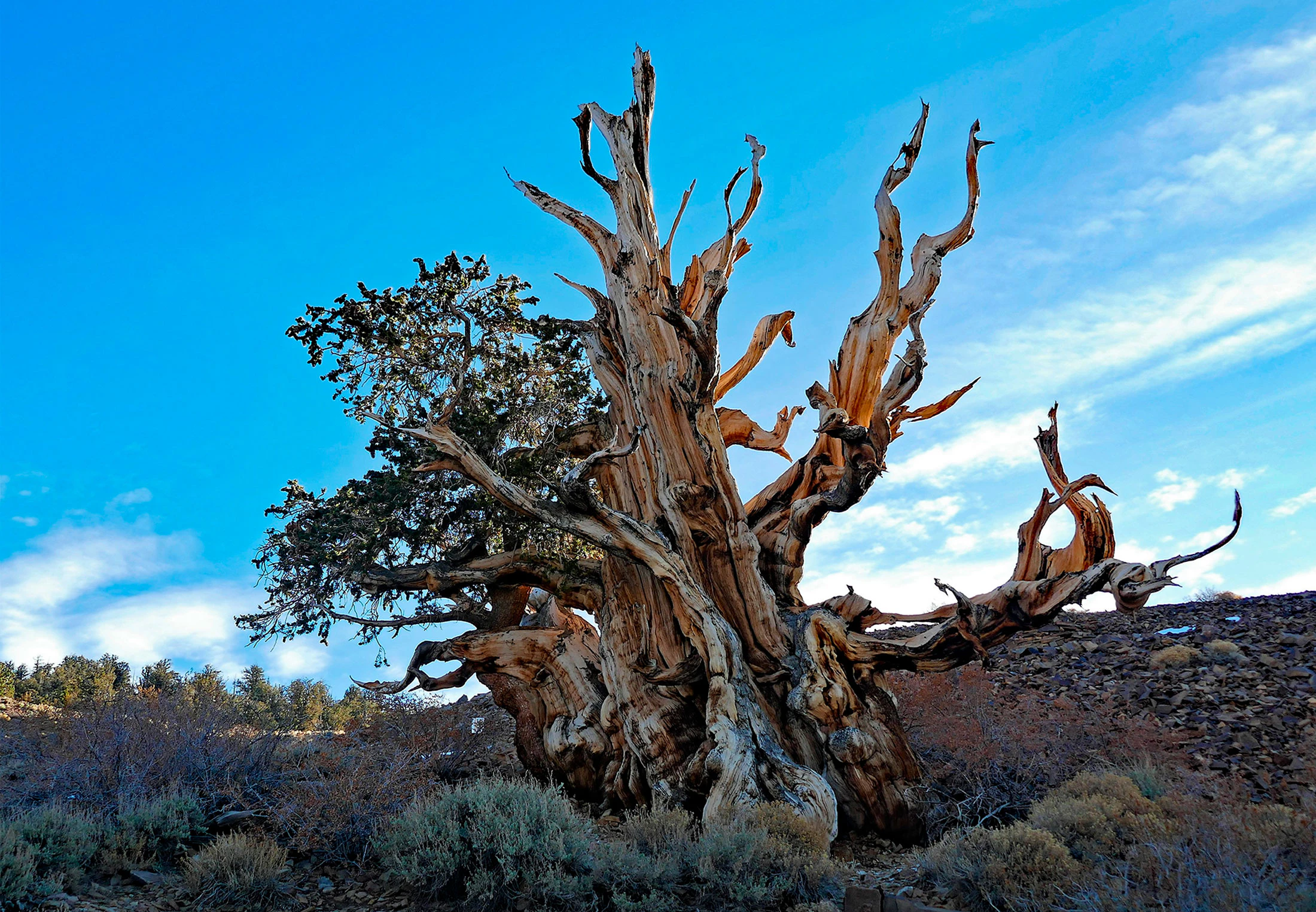 Oudste boom ter wereld | Top 5 | wibnet.nl