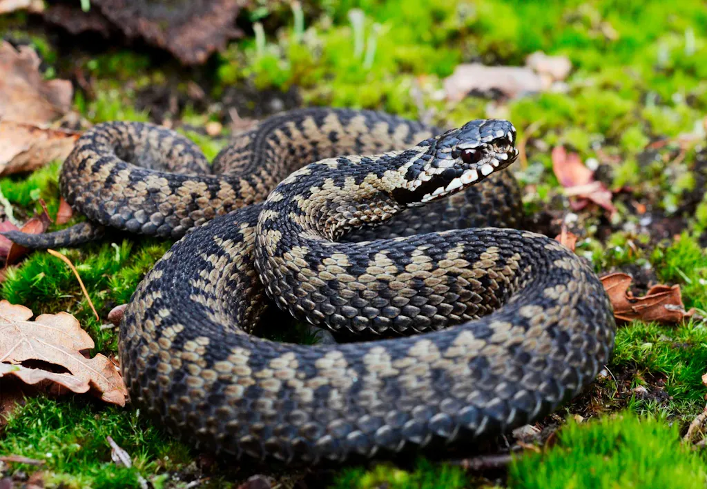 Hugorm | Hvor farlig er den? | illvid.dk