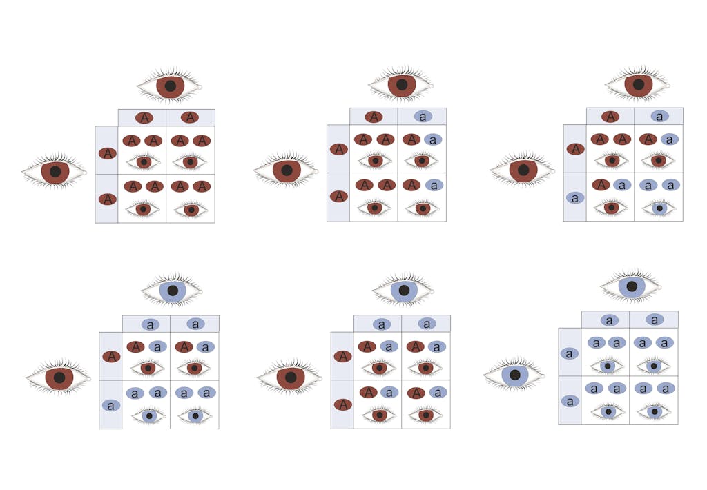 Blauwe ogen – Zo veel mensen hebben blauwe ogen | wibnet.nl Blauwe Ogen – Zo Veel Mensen Hebben Blauwe Ogen | Wibnet.Nl