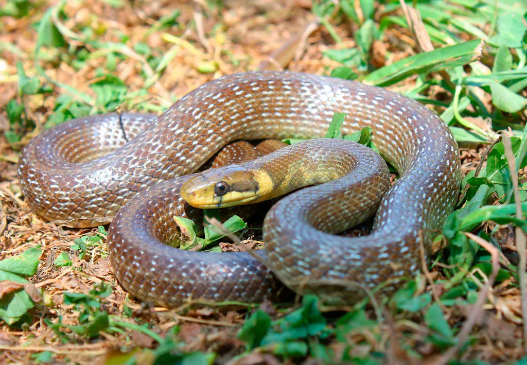 Slangen in Nederland – Dit zijn de Nederlandse slangen | wibnet.nl