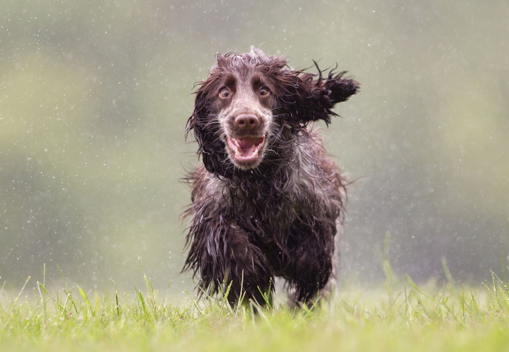 Hunde r I Menneske r Brug Vores Beregner Illvid dk hunde-r-i-menneske-r-brug-vores-beregner-illvid-dk