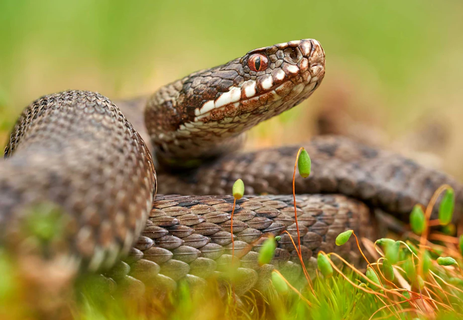 Hugorm | Hvor farlig er den? | illvid.dk