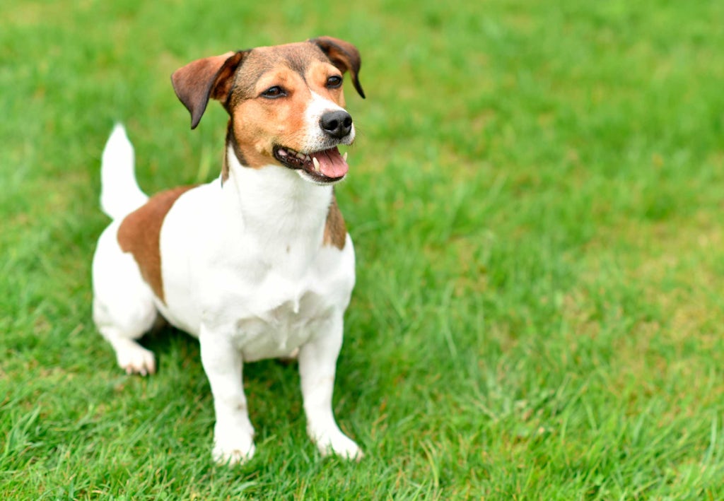 Jackrussellinterrieri Miten pitkään koirat elävät - Jackrusselinterrieri