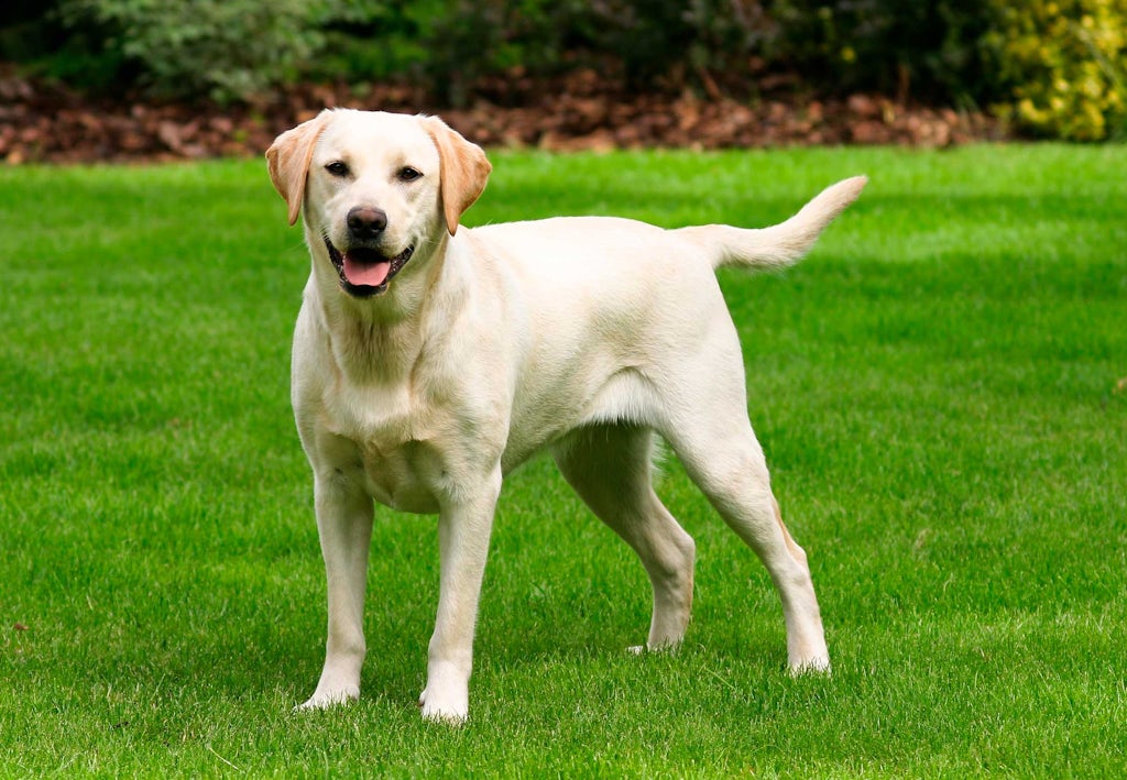 Labradorinnoutaja Miten pitkään koirat elävät - Labradorinnoutaja