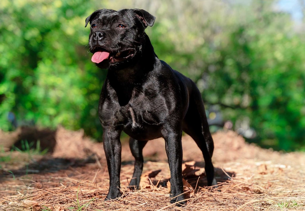 Staffordshirenbullterrieri Miten pitkään koirat elävät - Staffordshirenbullterrieri