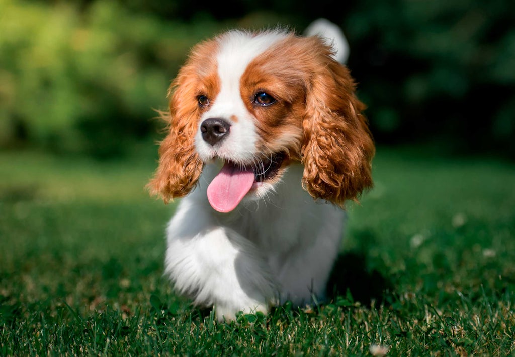 Cavalierkingcharlesinspanieli Miten pitkään koirat elävät - Cavalierkingcharlesinspaniel