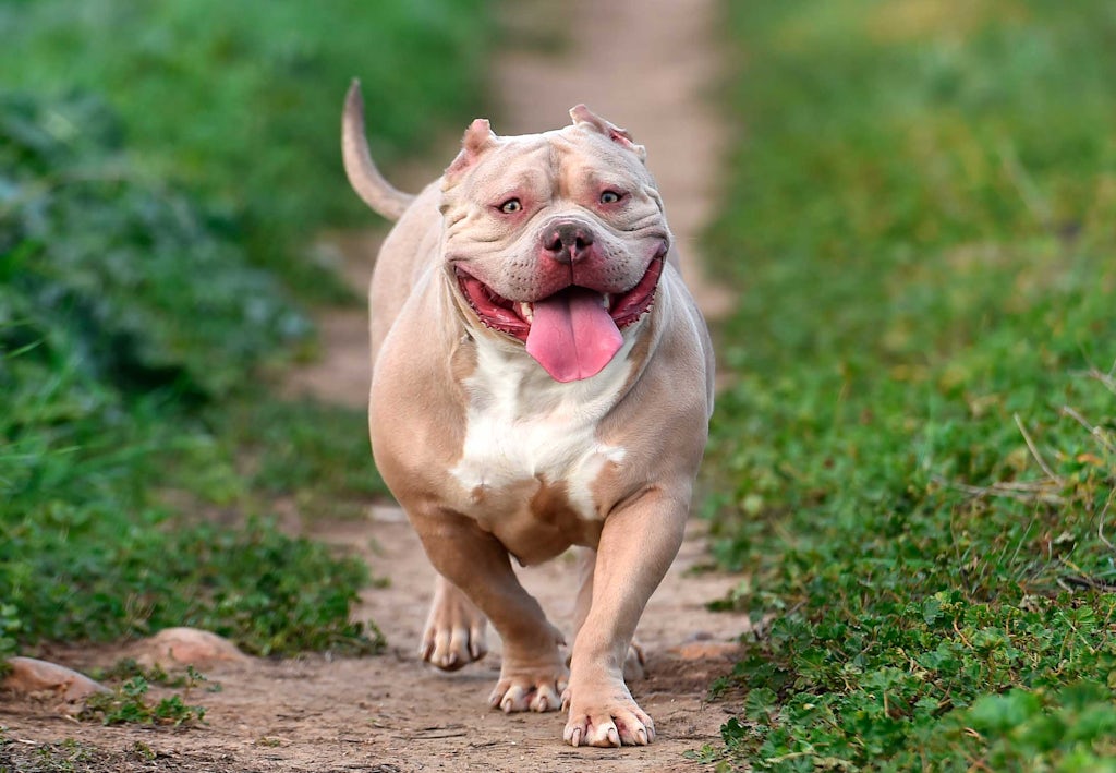 Amerikanbulldoggi Miten pitkään koirat elävät - Amerikanbulldoggi