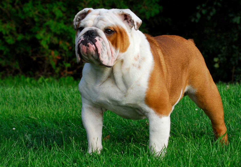 Englanninbulldoggi Miten pitkään koirat elävät - Englanninbulldoggi