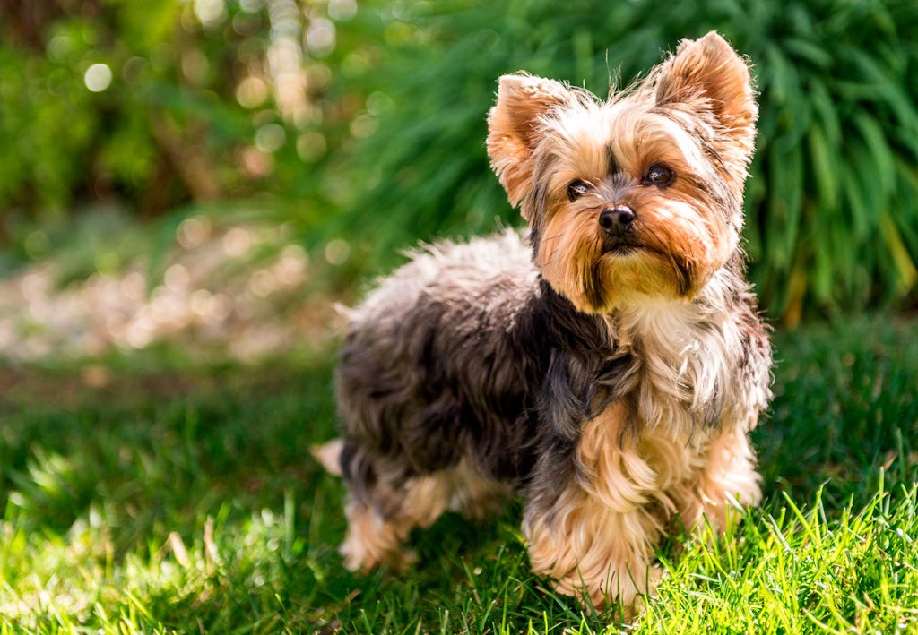 Hvor lenge lever hunder – Yorkshire terrier Hvor lenge lever hunder – Yorkshire terrier