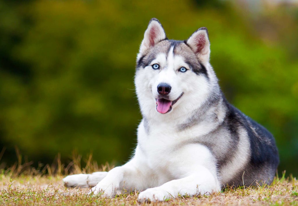 Hvor lenge lever hunder – Sibirisk husky Hvor lenge lever hunder – Sibirisk husky