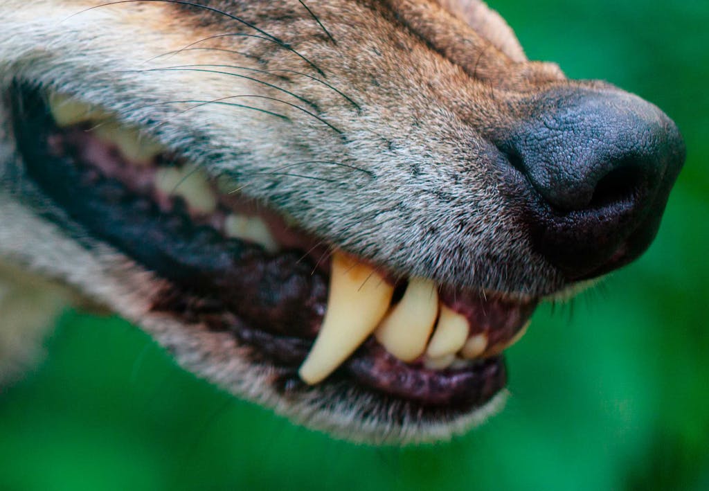 De farligaste djuren i Sverige De farligaste djuren i Sverige