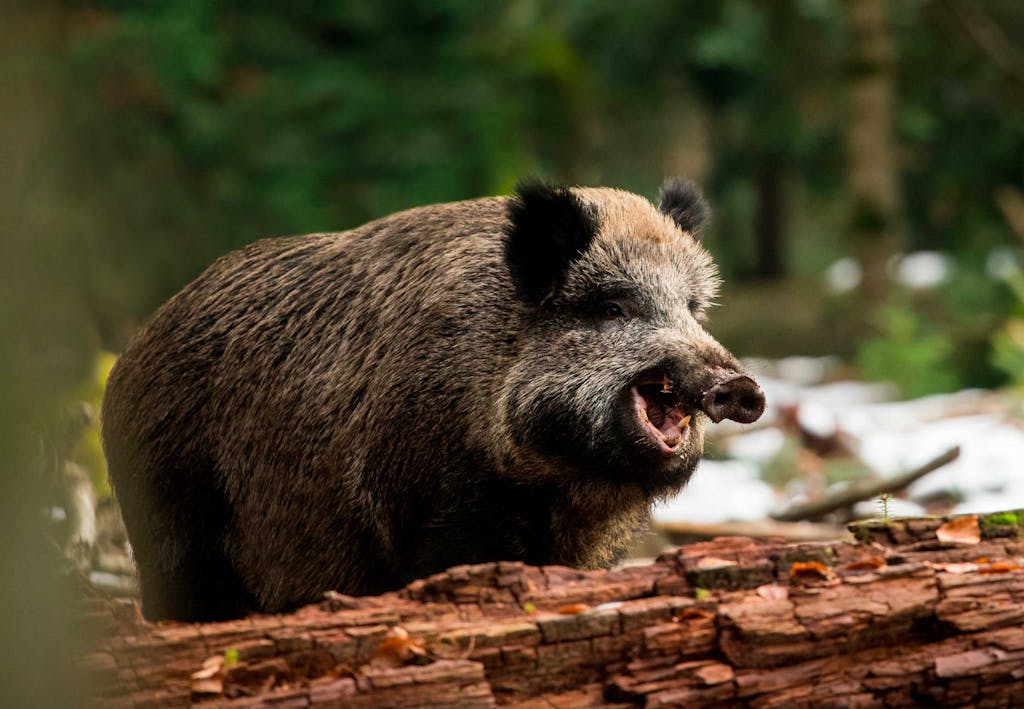 De gevaarlijkste dieren van Nederland − Bekijk ze hier