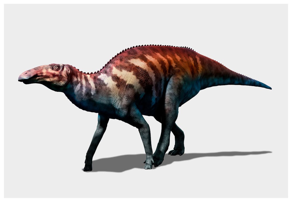 Wat was de grootste prooi die een T. rex kon doden?