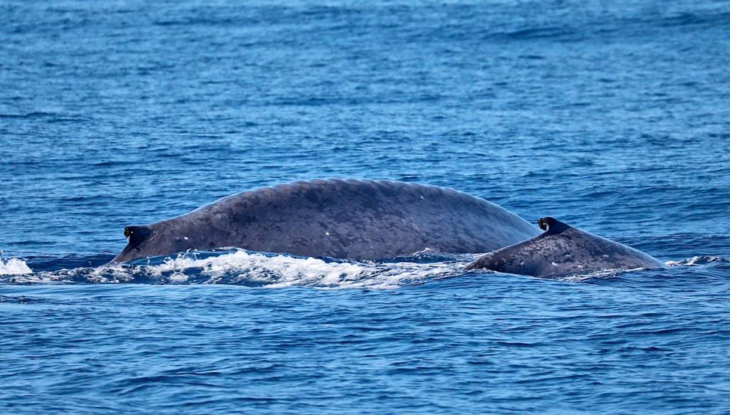 Blauwe vinvis – zo groot is het grootste dier ter wereld | wibnet.nl