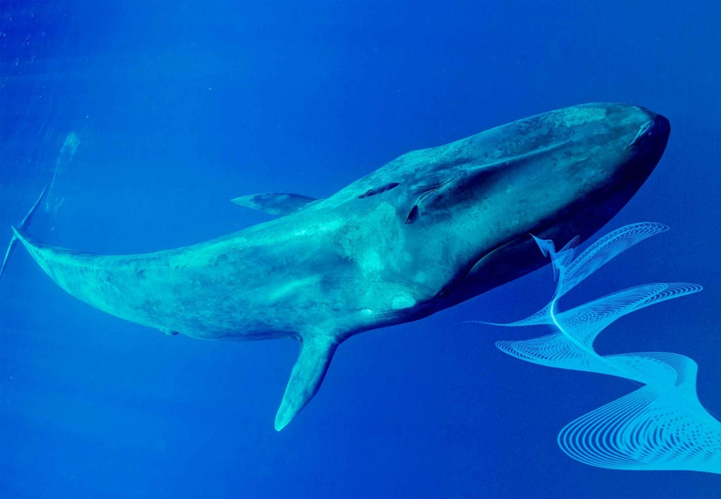 Blauwe vinvis – zo groot is het grootste dier ter wereld | wibnet.nl