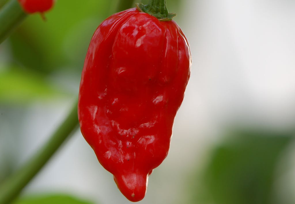 Heetste peper ter wereld en 4 andere vurige pepers