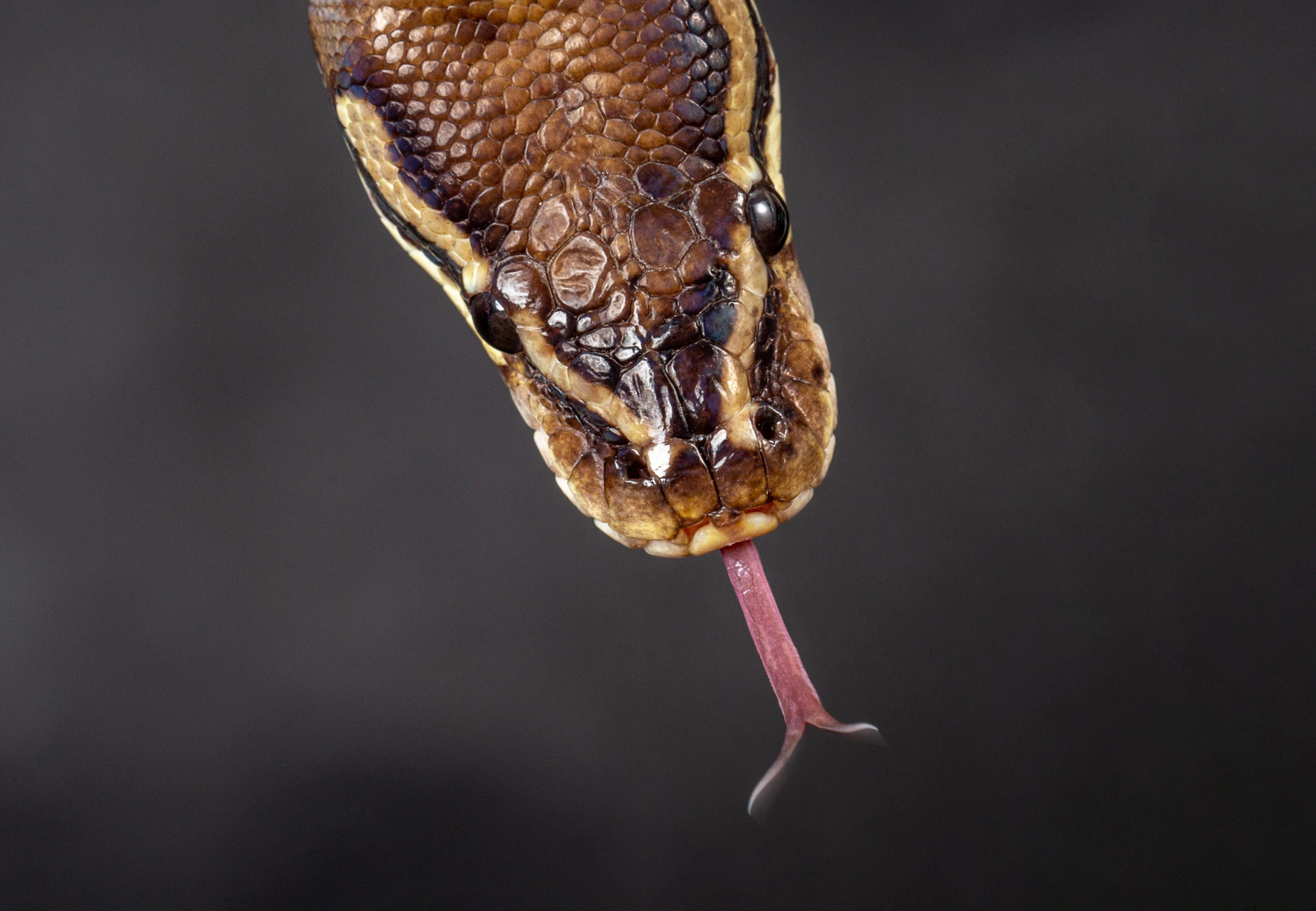 Python – De langste slang ter wereld | wibnet.nl
