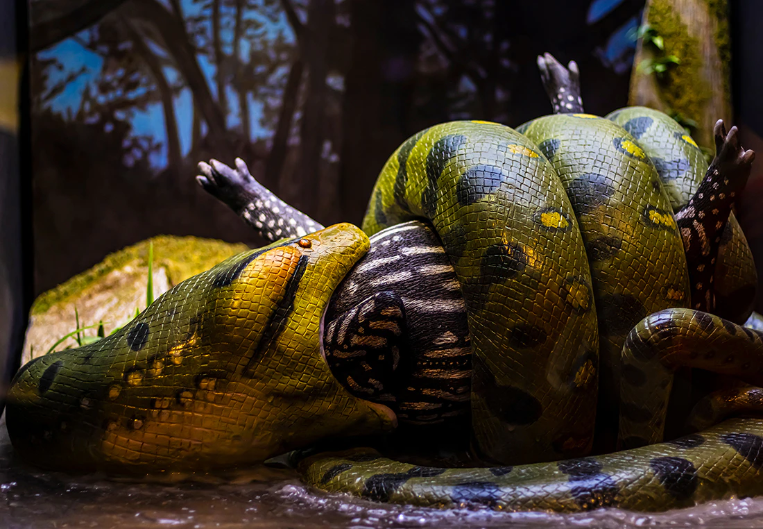 Python – De langste slang ter wereld | wibnet.nl