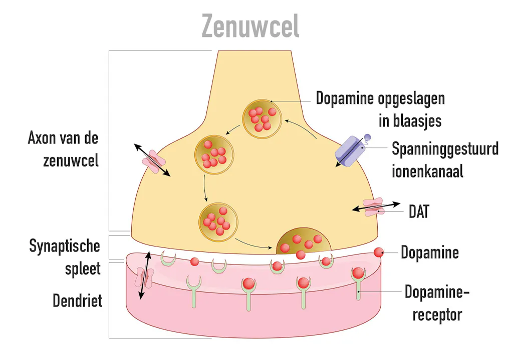 Wat Doet Dopamine Met Je