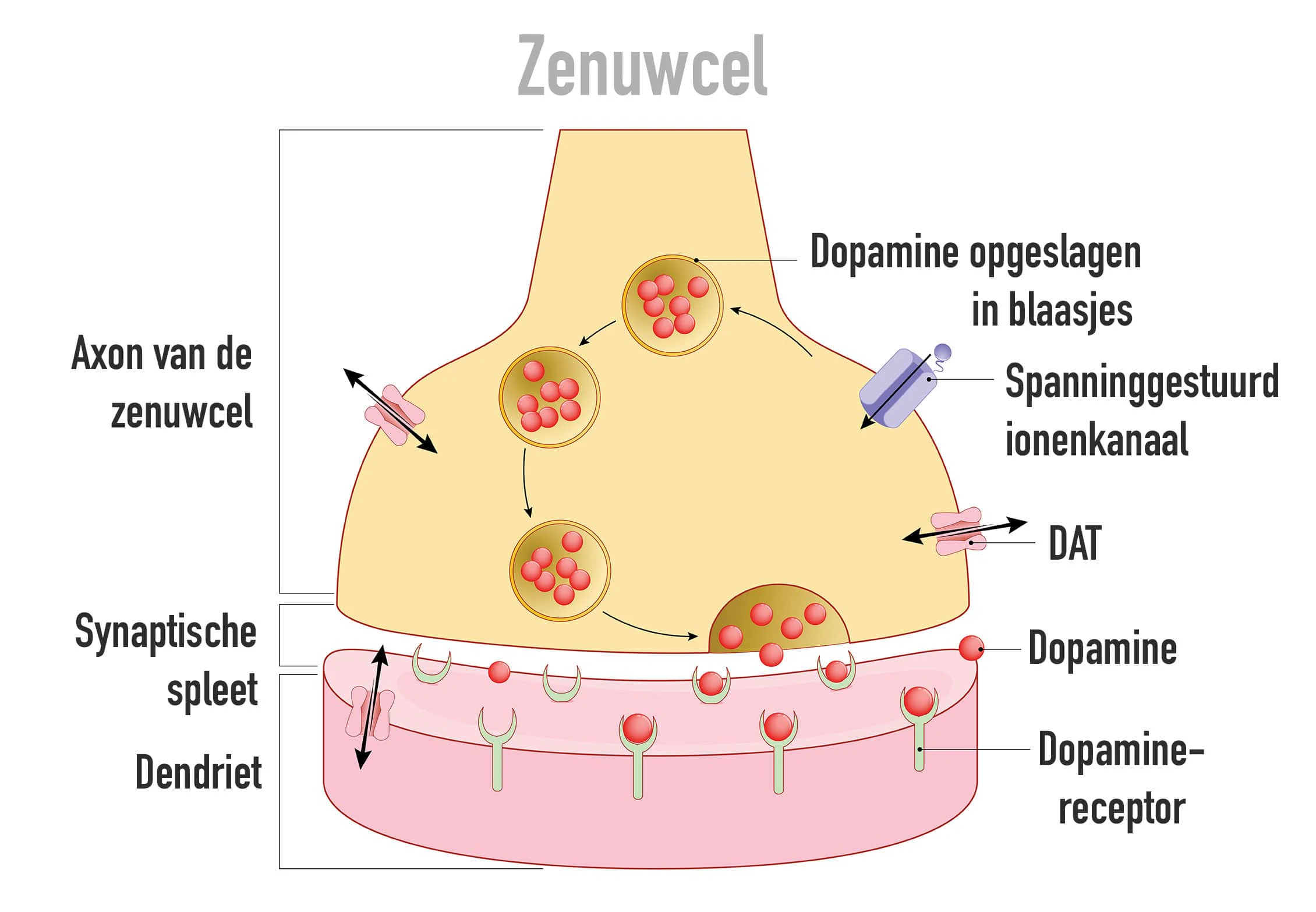 Wat Is Het Effect Van Dopamine