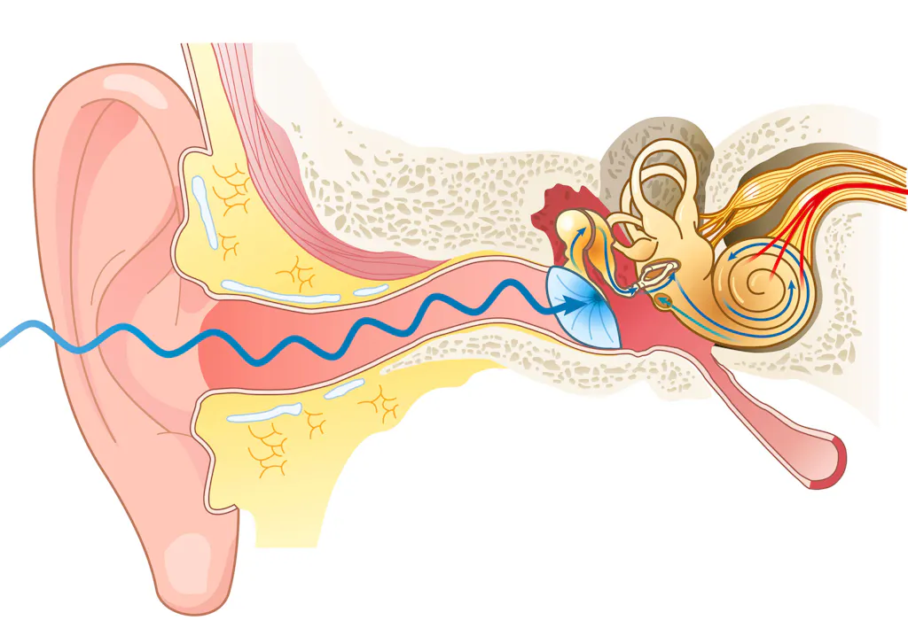 Over en milliard unge er i risiko for høretab | illvid.dk