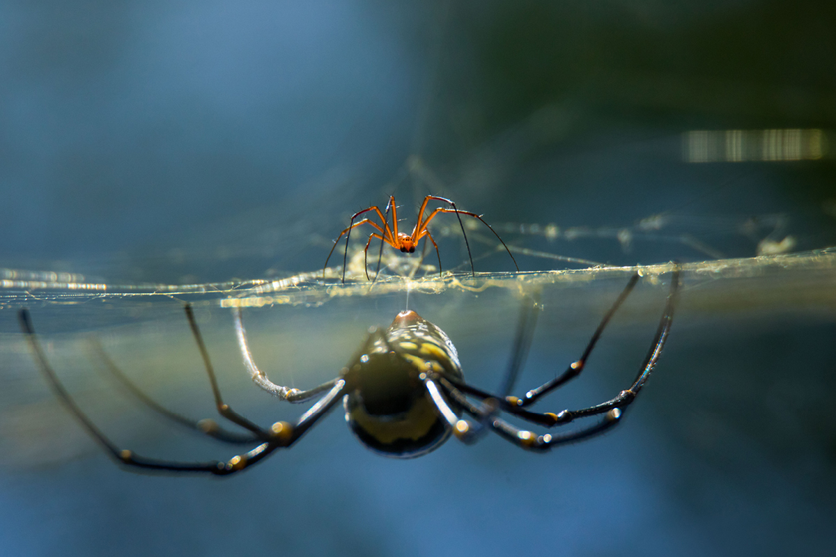 Lethal lovemaking: spiders dancing with death | scienceillustrated.com