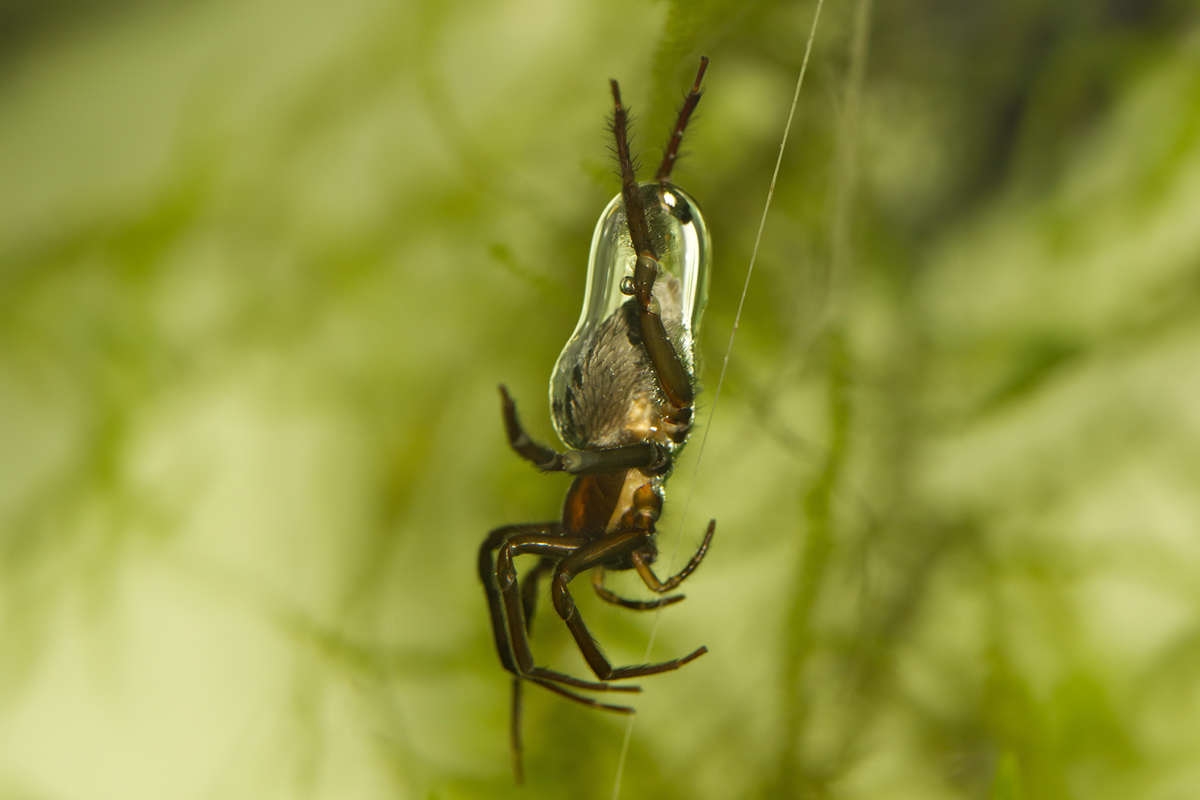 For spiders, mating is a life-threatening pursuit | scienceillustrated.com