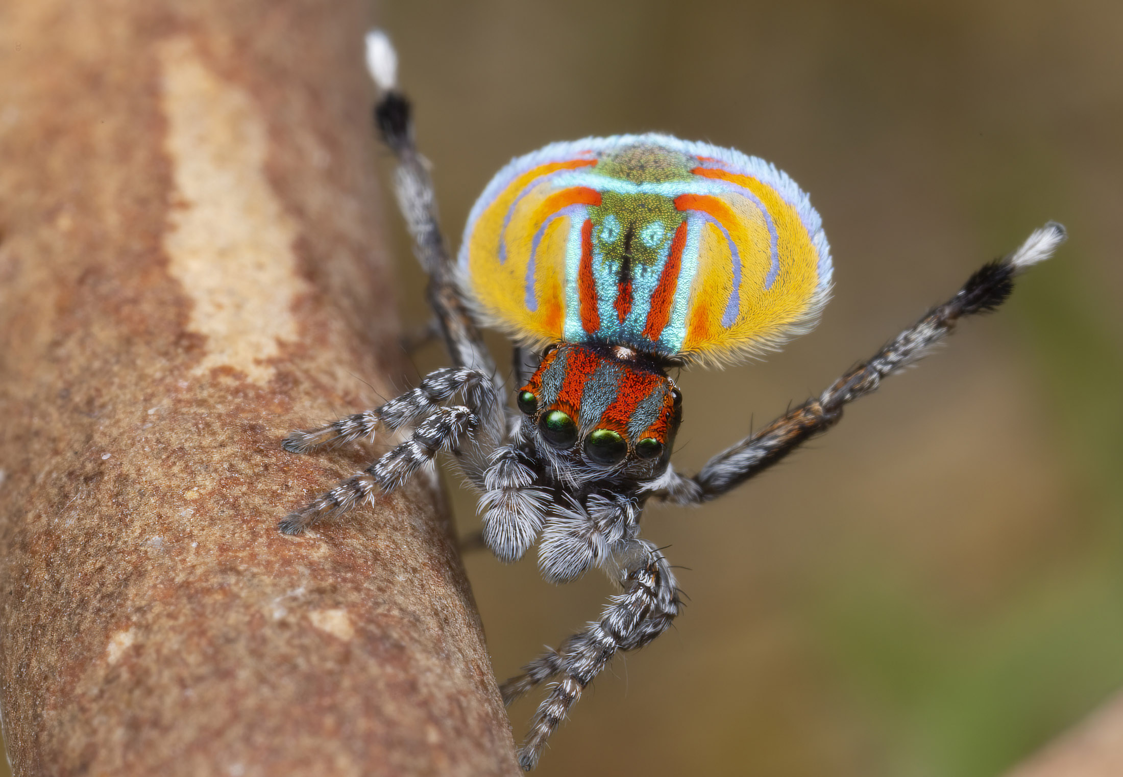 Lethal lovemaking: spiders dancing with death | scienceillustrated.com