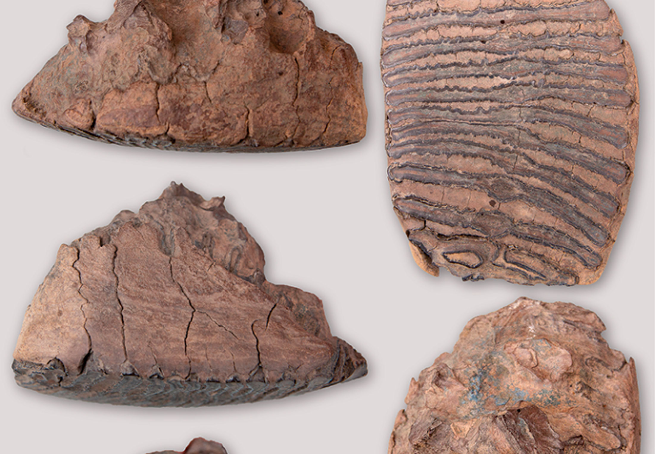 Ny oppdagelse: Uvanlig mammut-tann gjemte på en 200 000 år gammel ...