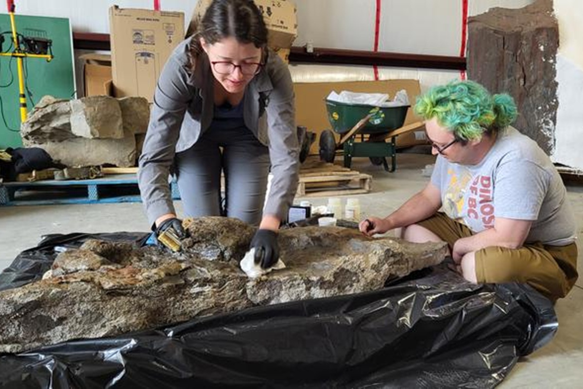 Niet eerder gezien: Onderzoekers vinden 100 miljoen jaar oude ...