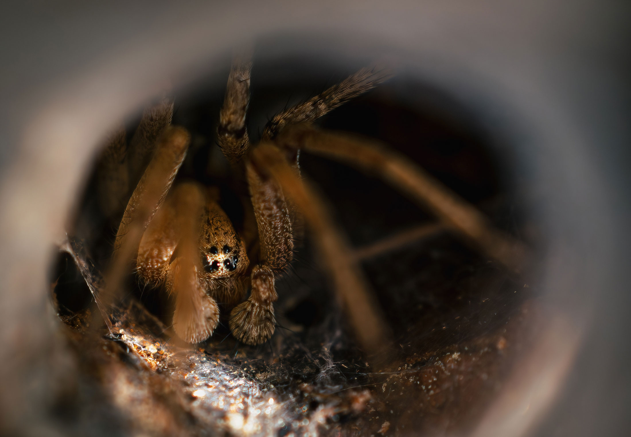 Glem Peter Parker: Se edderkoppen som kan forvandle garderoben din med ...