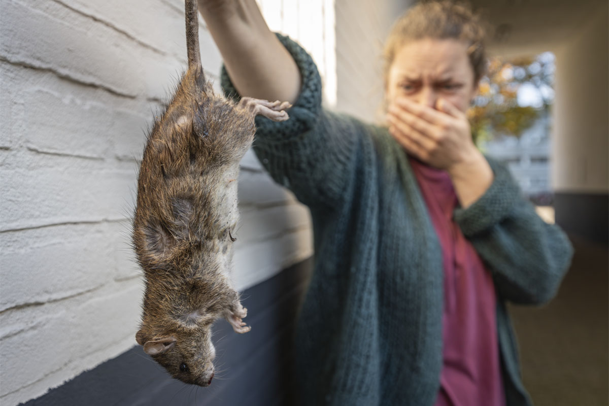 The climate is making rat populations explode: researchers have an ...
