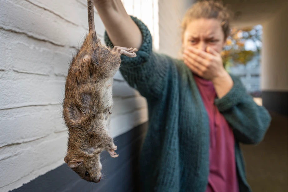 The climate is making rat populations explode: researchers have an ...