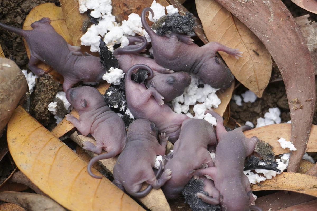 The climate is making rat populations explode: researchers have an ...