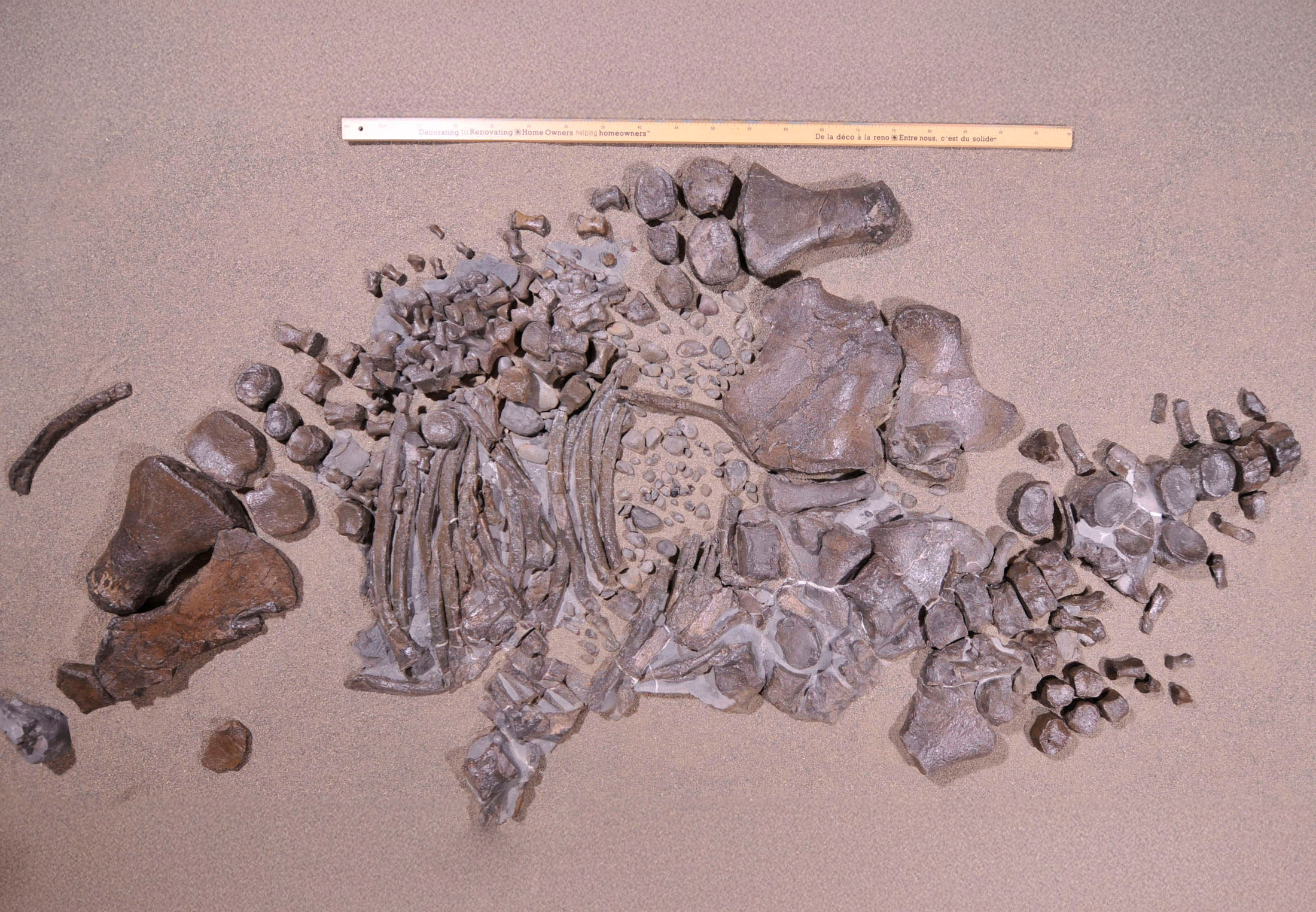 Fossil af ung elasmosaur opdaget i 2020.