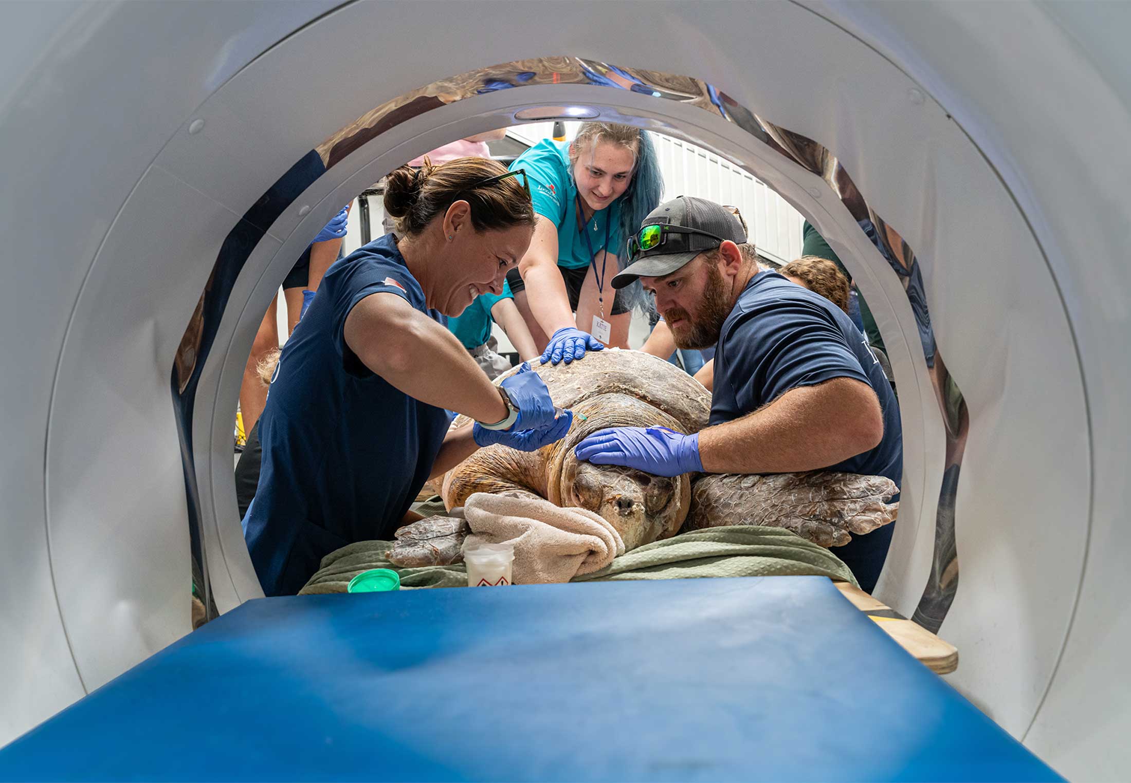 Merikilpikonna tietokonetomografiassa