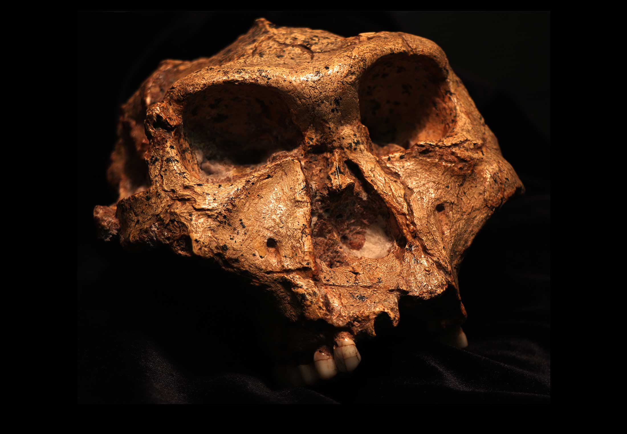 Paranthropus robustuksen kallo.