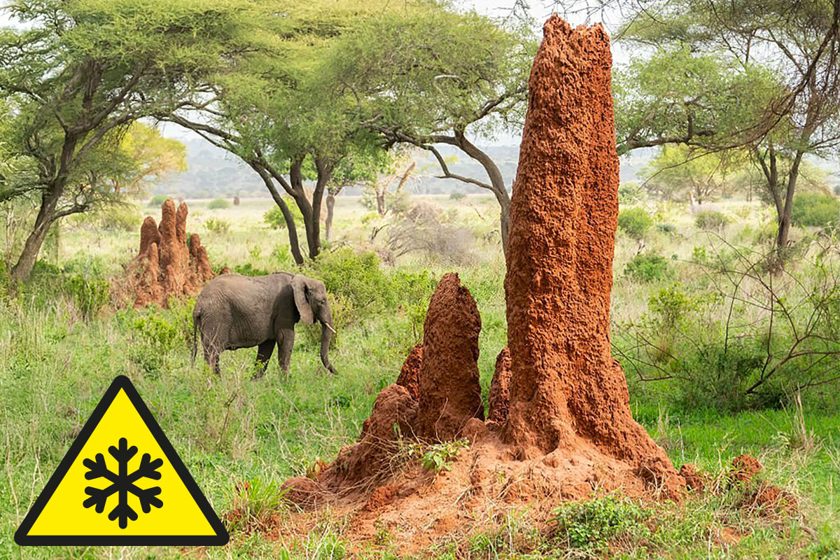 De bouwmeesters van de natuur: Bevers, termieten en mijten | wibnet.nl