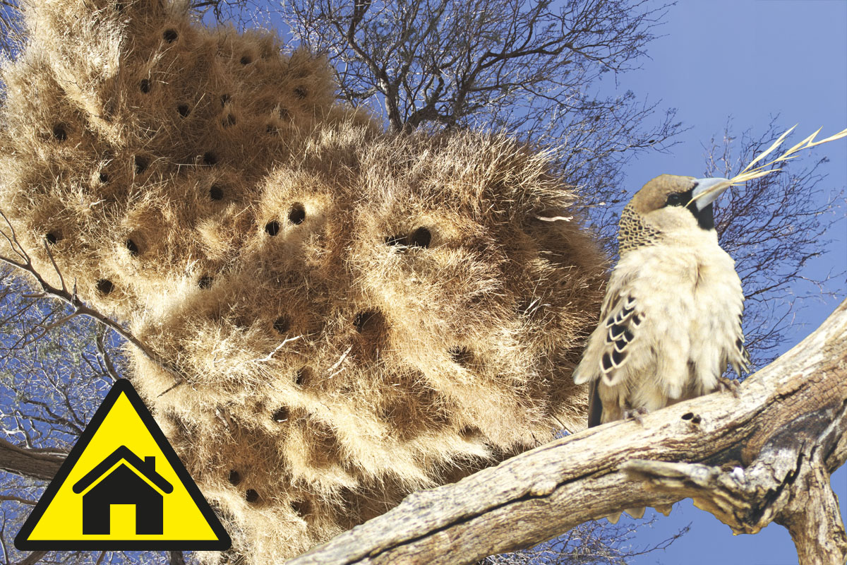 Naturens bygmestre: Bævere, termitter og mider | illvid.dk