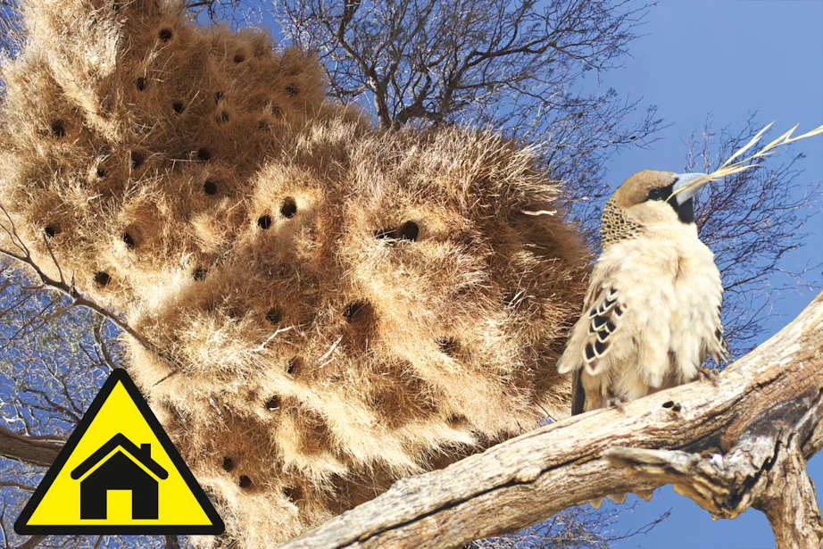 Naturens bygmestre: Bævere, termitter og mider | illvid.dk