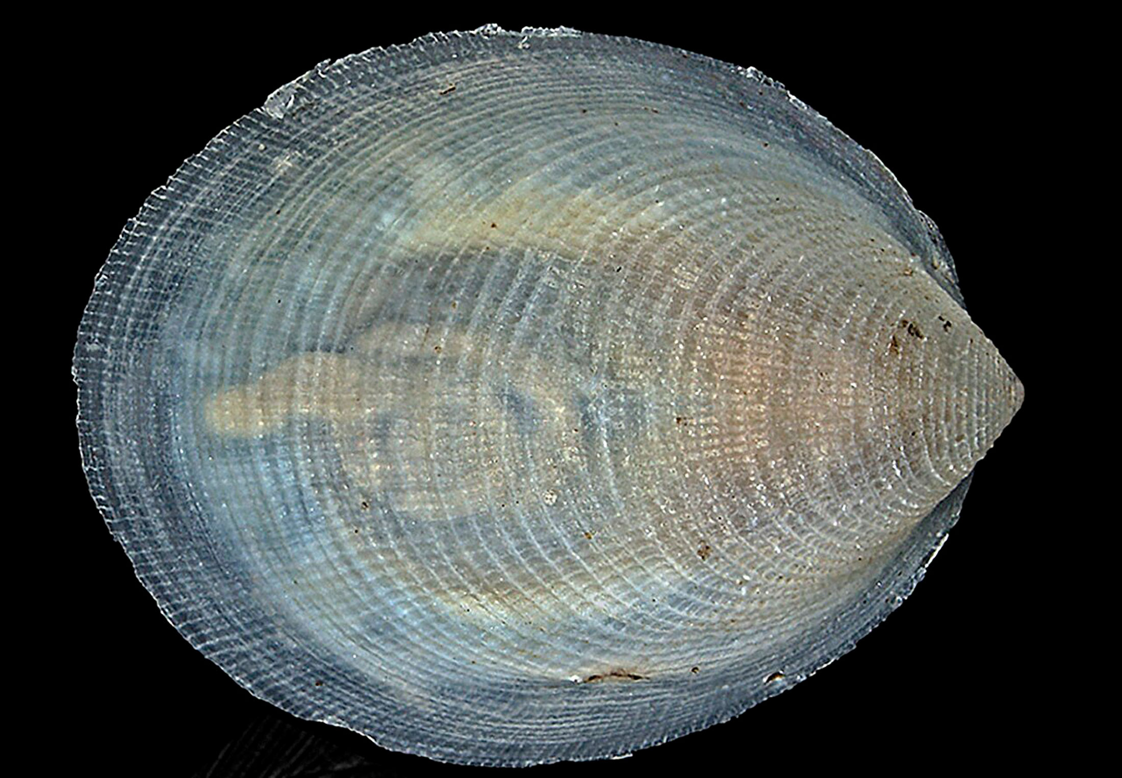 Deep-sea researchers discover bizarre carnivore at a depth of 6,465 m ...