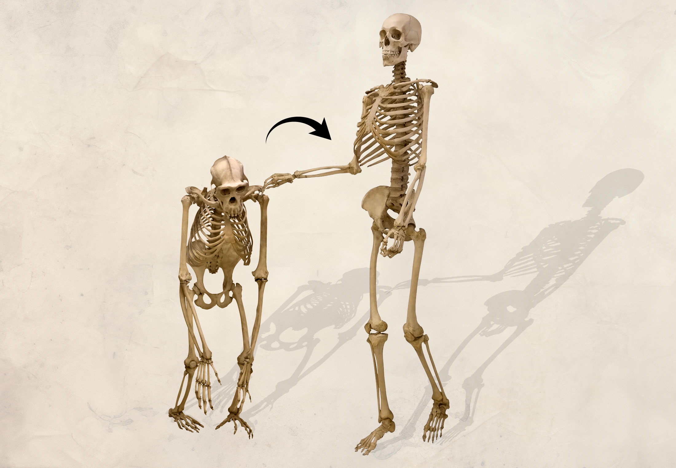Our skeleton has had a complete makeover: four changes caused human ...